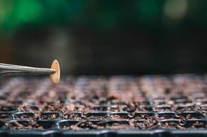 plantio de sementes, legumes e frutas em bandejas de plantio. foto