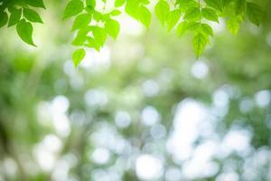 vista linda da natureza da folha verde sobre fundo desfocado de vegetação no jardim. folhas verdes naturais plantas usadas como capa de fundo da primavera vegetação ambiente ecologia papel de parede verde limão foto