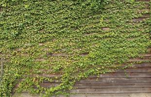 jardim vertical de folhas verdes com fundo de parede de madeira foto