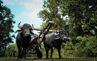 reboque grande búfalo andando pela selva com carrinho de búfalo foto