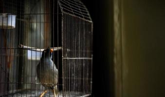 falando myna pássaro dentro de uma gaiola olhando com curiosidade foto