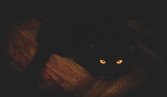 olhos amarelos de um gato preto olhando para a noite, sentindo-se assustado, chocado foto