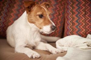 cão jack russell terrier encontra-se no sofá. conceito de cuidados com animais de estimação foto
