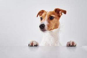 cão jack russell terrier com patas na mesa. retrato de cachorro fofo foto