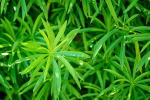 fundo de uma planta verde como uma cannabis, closeup foto