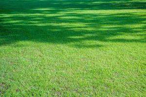 a sombra de uma grande árvore no gramado verde, sol da manhã, copie o espaço foto