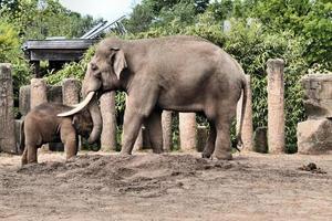 vista de um elefante foto