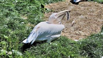um close-up de um pelicano foto