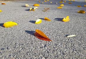 folhagem caída colorida - amarelo, laranja, marrom na estrada de asfalto cinza. foco seletivo centrado na folha, perspectiva desaparecendo na distância. fundo de pedra cinza texturizado. dia ensolarado de outono. foto
