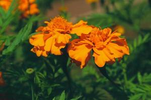 esta é uma foto do tagetes erecta ou planta de calêndula com uma abelha nele.