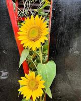 girassol que tem o nome científico helianthus annus l. a filosofia do girassol é lealdade, obediência e felicidade. foto