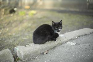 gato na rua. gatinho sem-teto é preto. foto