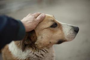 o homem está acariciando a cabeça do cachorro. o cara acaricia o rosto de um cachorro sem-teto com a mão. retrato animal de verão na rua. foto