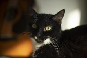 gato preto com mancha branca. gato em casa. animal de estimação olha ao redor. foto