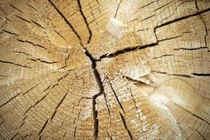 textura de madeira seca. rachaduras no tronco de abeto. superfície de madeira. foto