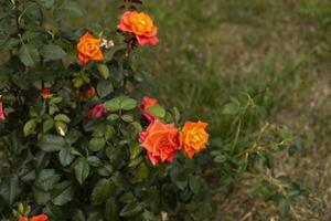 roseira no verão. Jardim de rosas. natureza no parque. beleza da flor de laranjeira. foto