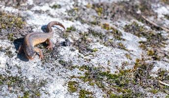 um lindo lagarto marrom se aquece ao sol. encontra-se em uma pedra cinza foto