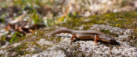 um lindo lagarto marrom se aquece ao sol. encontra-se em uma pedra cinza foto