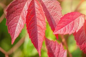 folhagem de outono vermelha em um fundo verde desfocado. folhas de tescoma. foto