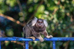 rio de janeiro, rj, brasil, 2022 - sagui no forte duque de caxias, leme foto