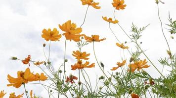 natureza do cosmos laranja floresce majestosamente sob o céu e o vento. no jardim. foto