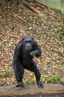 retrato frontal de um jovem chimpanzé foto