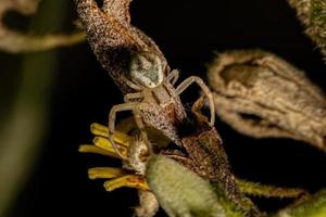 pequena aranha de caranguejo fêmea foto