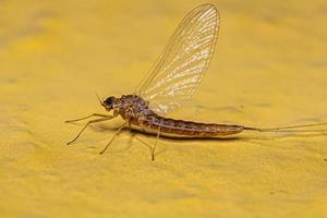 mosca fêmea adulta foto