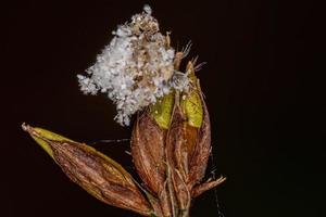 larva de crisálida verde foto