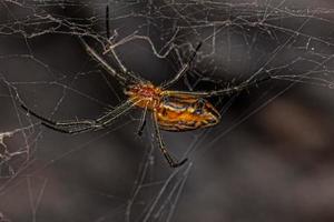 aranha orbweaver pequena basílica foto