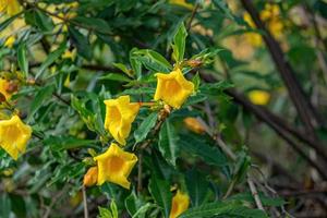 planta florida alamanda foto