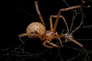 aranha viúva marrom adulta fêmea foto