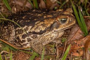 sapo cururu adulto foto