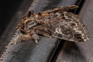 inseto mariposa proeminente adulto foto