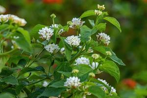 flor branca de lantana comum foto