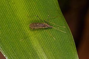 mosca guindaste limonida adulta foto