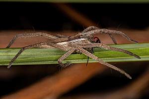 aranha trechaleid fêmea adulta predando em uma mosca