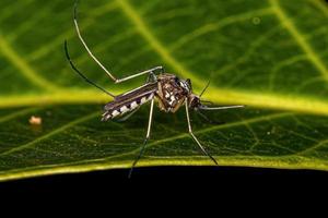 mosquito culicine fêmea adulta foto