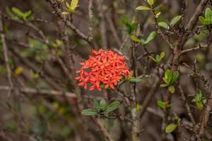 flor da planta da chama da selva foto