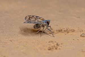 planthopper pequeno adulto foto