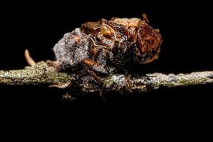 mosca de caliptrato adulto morto por um fungo foto