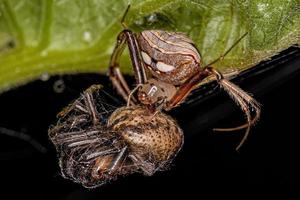 pequena aranha pirata fêmea atacando um pequeno orbweaver clássico foto