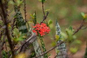 flor da planta da chama da selva foto