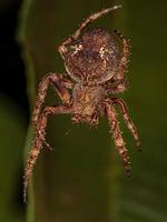 pequena aranha orbweaver foto