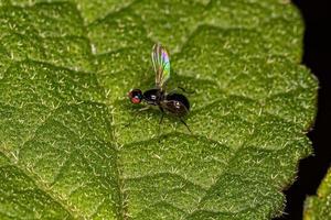 mosca preta adulta foto