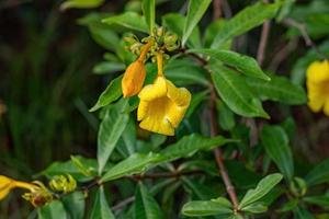 planta florida alamanda foto