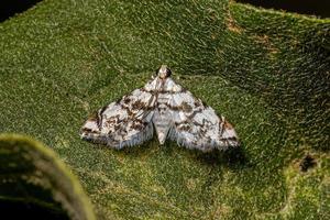 mariposa crambida adulta foto