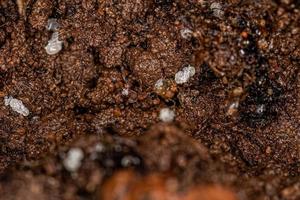 pequenas formigas mirmicinas adultas foto
