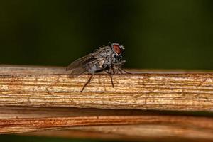 mosca muscoide adulta foto