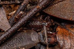 pequeno escorpião preto foto